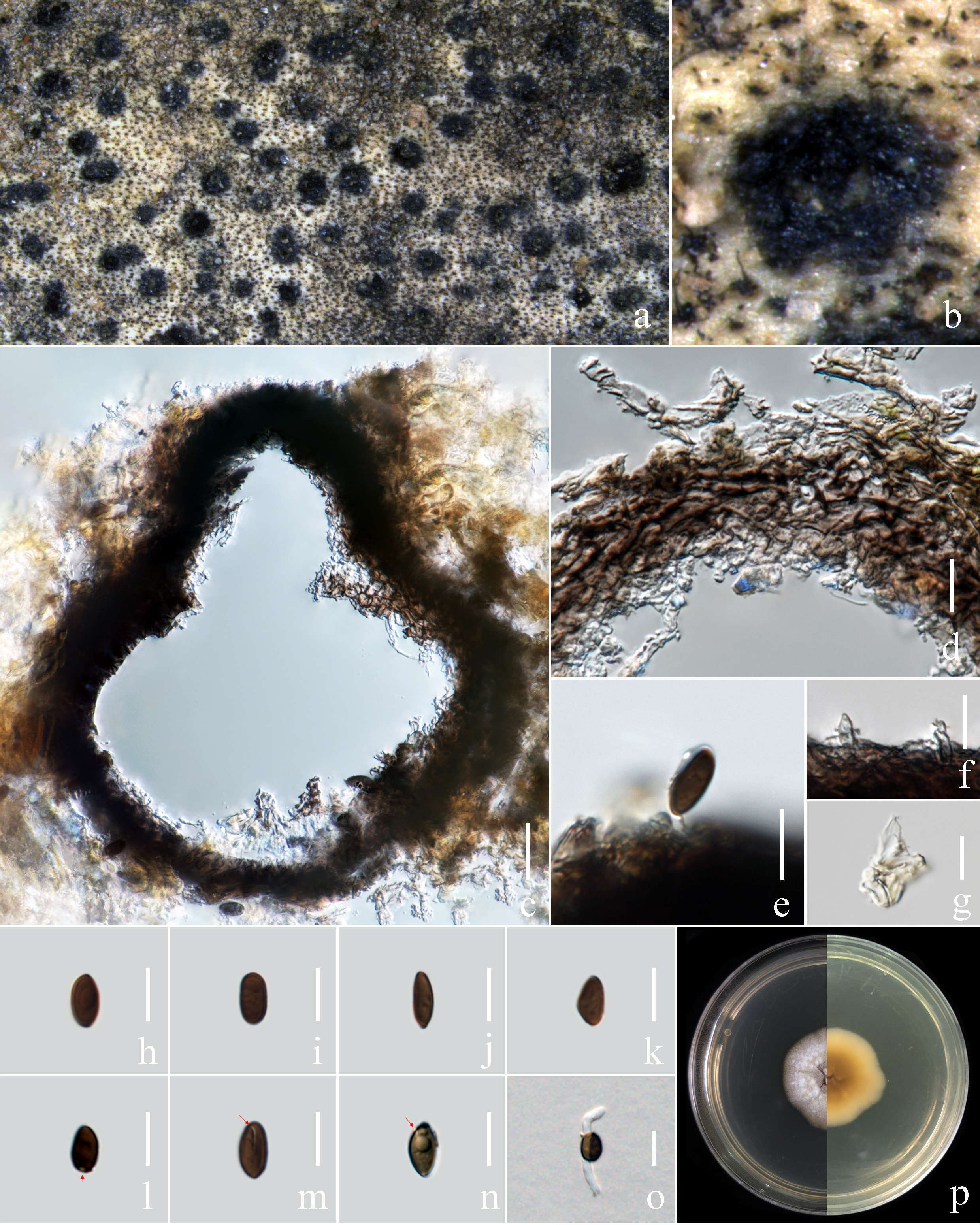 Figure 129